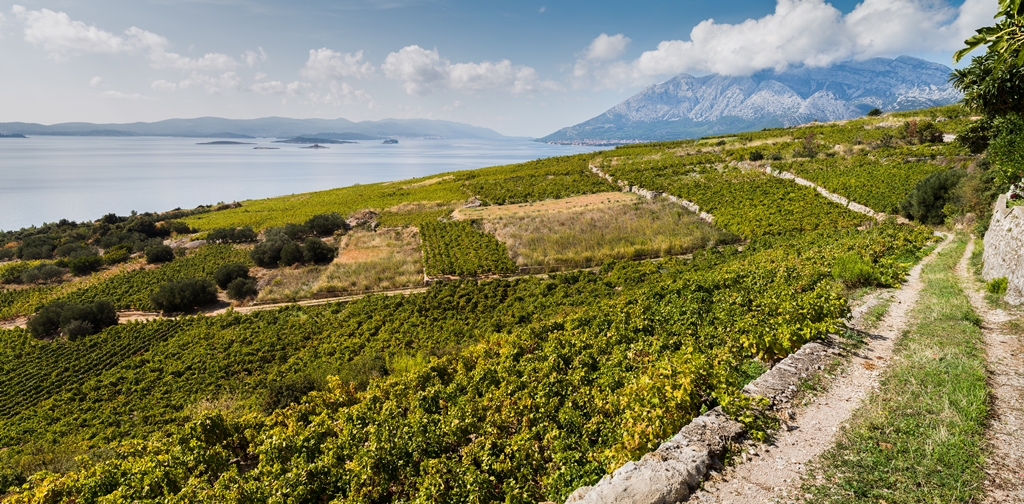 Peljesac vineyards