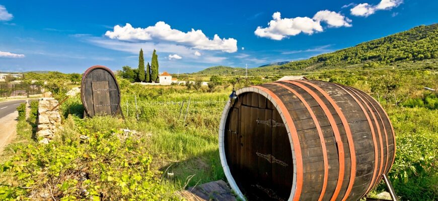 Wine barrels on Stari Grad plain, UNESCO world heritage site in Hvar island, Dalmatia, Croatia