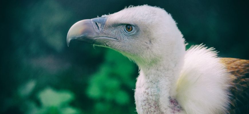 griffon vulture baby